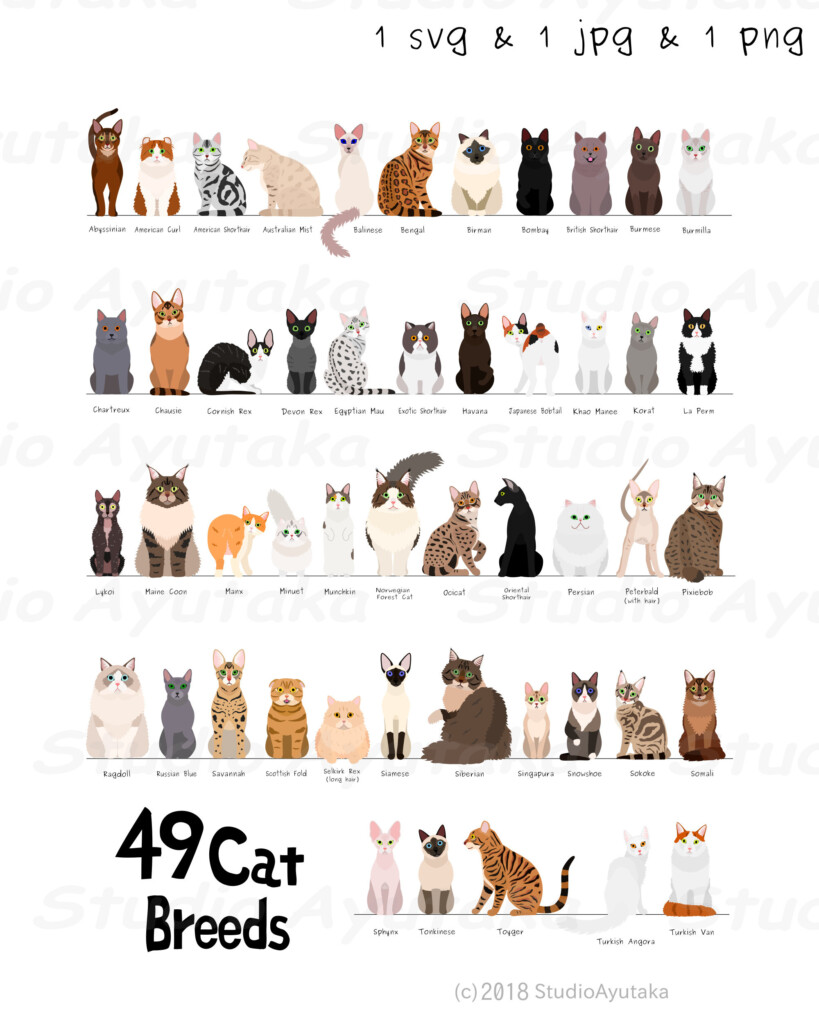 49 Breeds Of Cat Digital Chart Svg Jpg Png 16 20 Etsy Finland