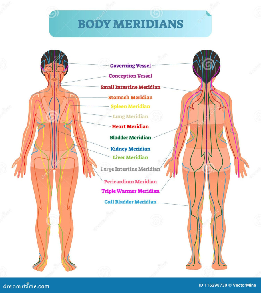 Body Meridian System Vector Illustration Scheme Chinese Energy Acupuncture Therapy Diagram Chart Stock Vector Illustration Of Healthy Health 116298730