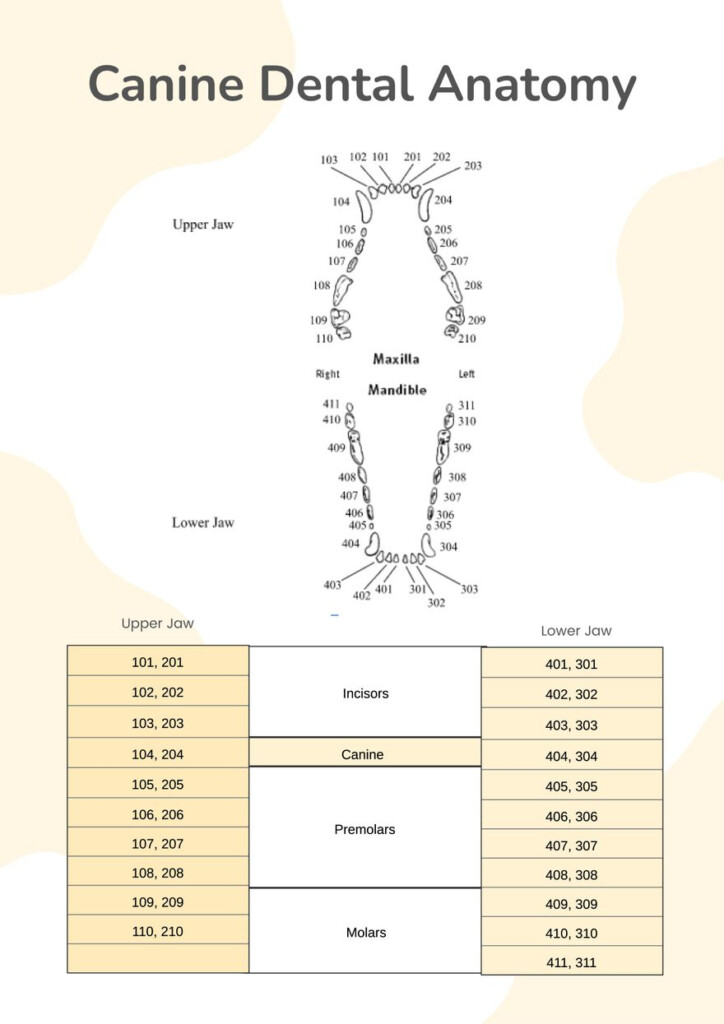 Canine Dental Chart In Illustrator PDF Download Template