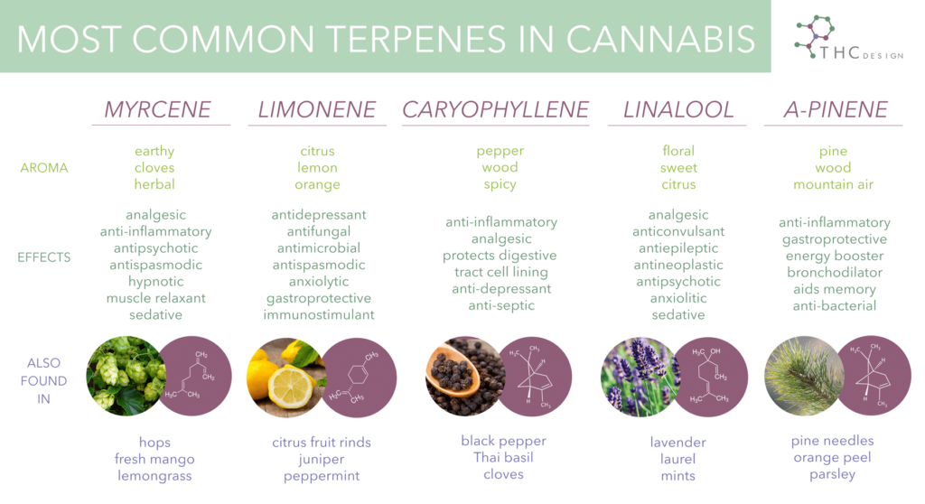 Cannabis Terpenes 101 Marijuana Terpene Chart THC Design Cannabis Terpenes 101 Marijuana Terpene Chart THC Design