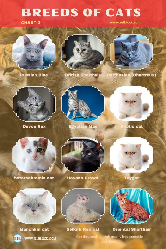 Cat Breeds Different Types Of Cats