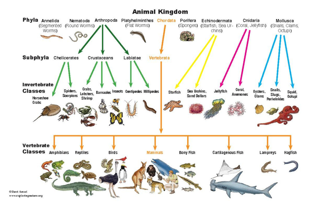 Classification Printable Poster 11 X 17 Classful