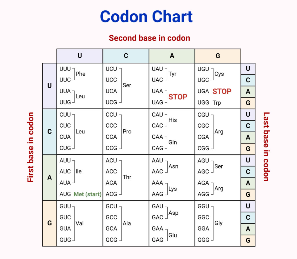 Codon Chart Table Amino Acids RNA Wheel Explained