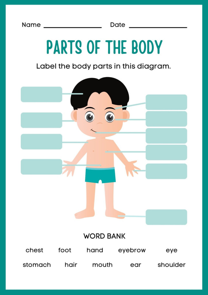 Customize 81 Body Parts Worksheets Templates Online Canva