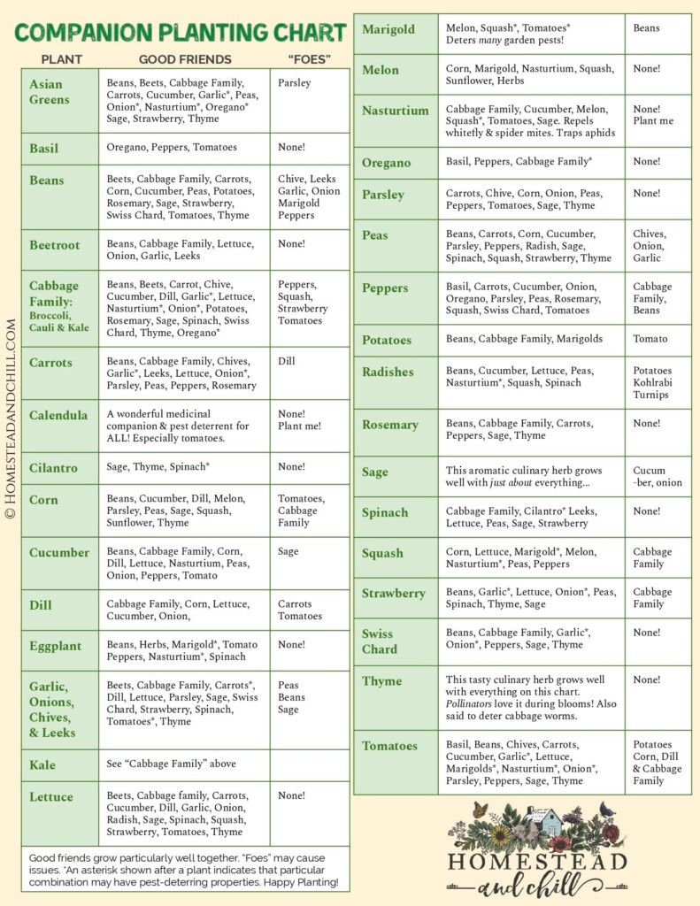 Garden Companion Planting Chart Plans And Benefits Homestead And Chill