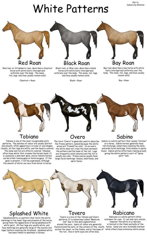 Horses Horse Breeds Appaloosa Horses