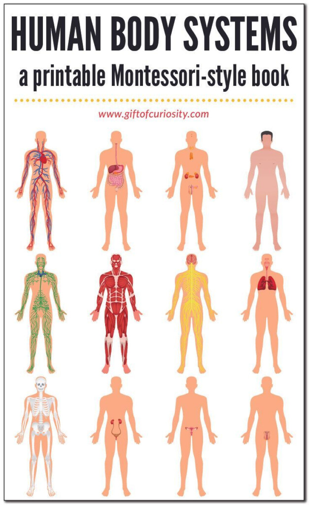 Human Body Systems Book