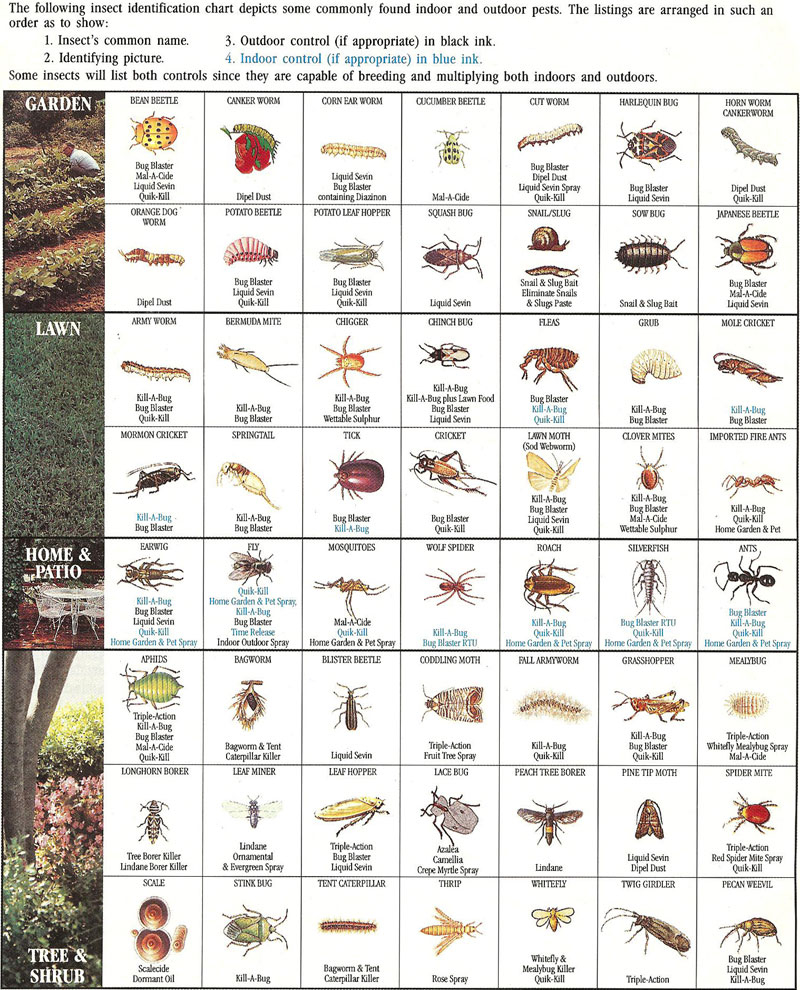 Insect identification chart Town Country Gardening
