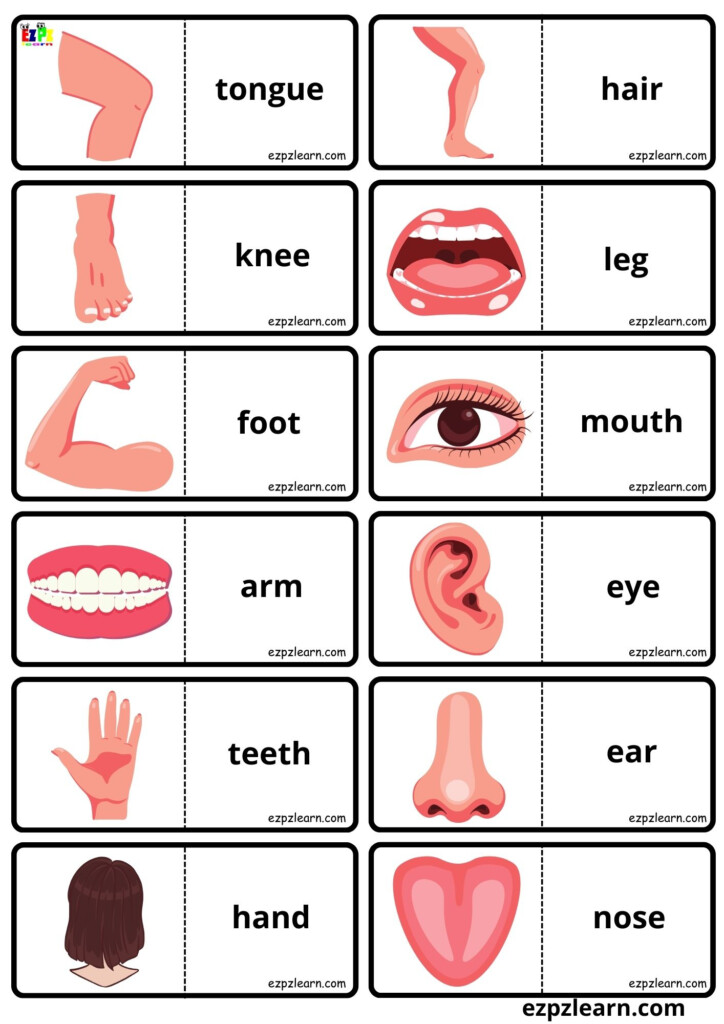 My Body Vocabulary Dominoes Matching Game For Kids Free PDF Download Ezpzlearn