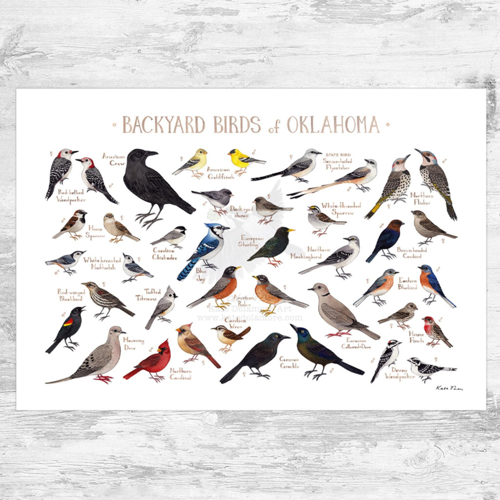 Oklahoma Backyard Birds Field Guide Art Print Watercolor Painting Print Birdwatching Wall Art Nature Print Bird Poster Etsy
