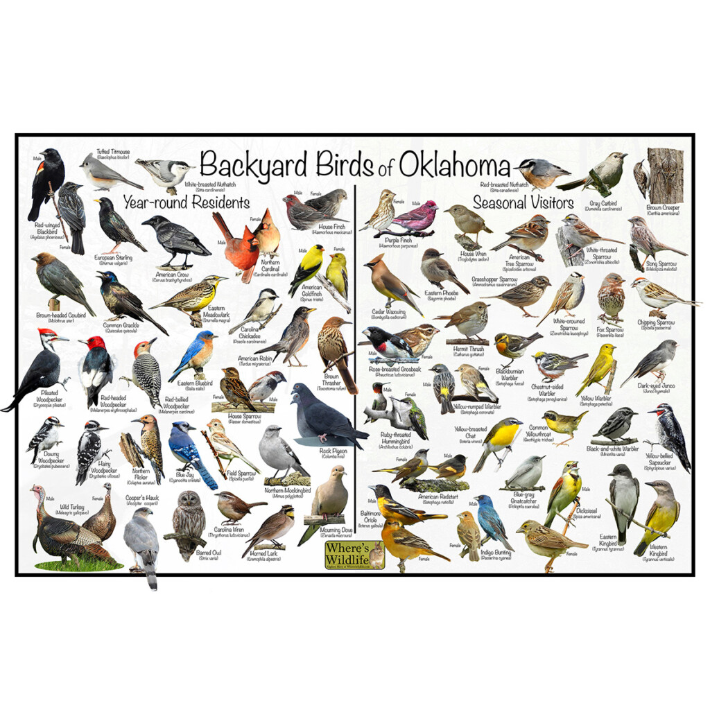 Oklahoma Backyard Birds Poster Year round Seasonal Visitors