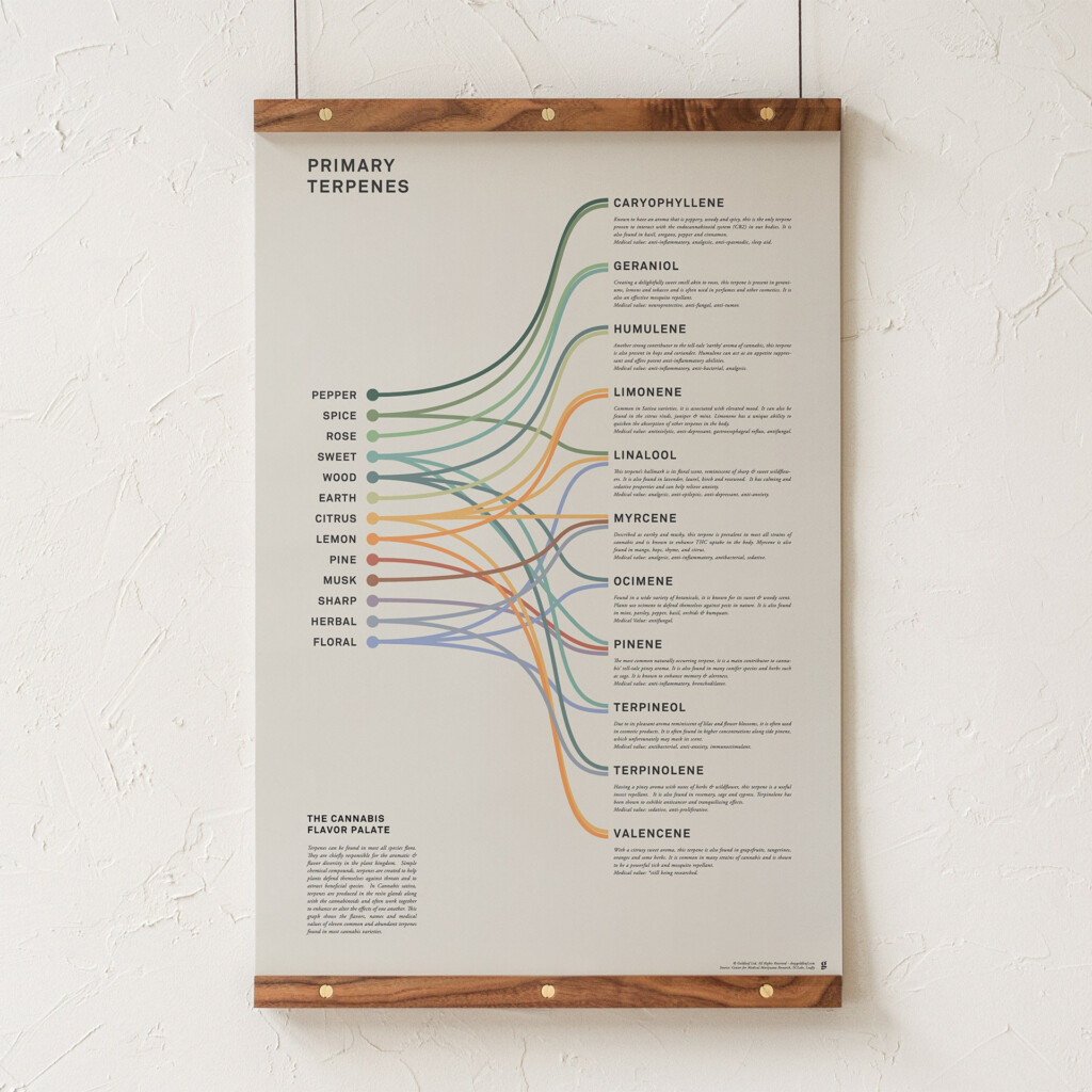 Primary Terpenes Cannabis Flavors Infographic Chart Print Cannabis Terpene Wall Art Marijuana Art Modern Educational Poster By Goldleaf Etsy Primary Terpenes Cannabis Flavors Infographic Chart Print Cannabis Terpene Wall Art Marijuana Art Modern Educational Poster By Goldleaf Etsy