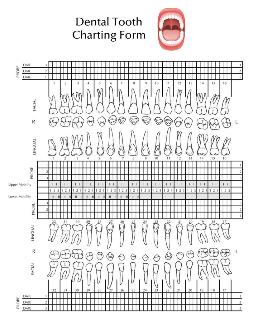 Tooth Chart Full Sheet 15 Free PDF Printables Printablee