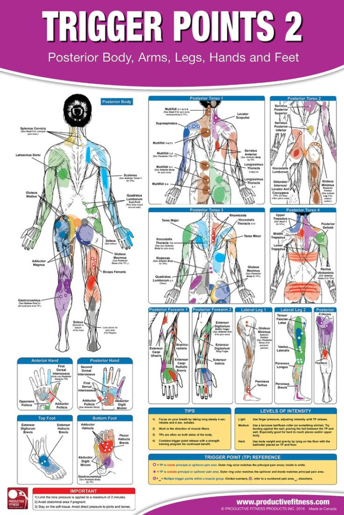 Trigger Point Therapy Chart Poster Set Acupressure Charts Myofascial Trigger Points Massage Therapy Charts Muscle Pain Relief Posters Neuromuscular Therapy Physiotherapy Charts Trigger Point Therapy Chart Poster Set Acupressure Charts Myofascial Trigger Points Massage Therapy Charts Muscle Pain Relief Posters Neuromuscular Therapy Physiotherapy Charts